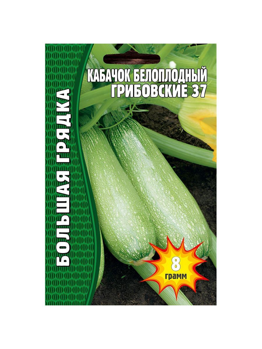 Кабачок белоплодный Грибовские 37. Кабачок Грибовский семена.