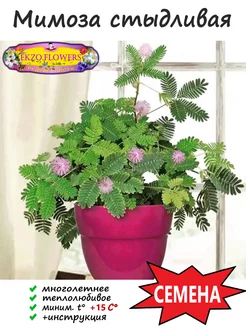 Семена Мимоза стыдливая (mimosa pudica), 5 шт EKZO.FLOWERS 199040490 купить за 213 ₽ в интернет-магазине Wildberries