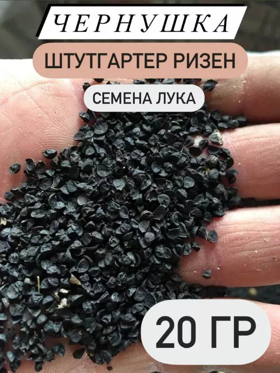 Семена лука чернушка Штутгартер Ризен 199436080 купить за 243 ₽ в  интернет-магазине Wildberries