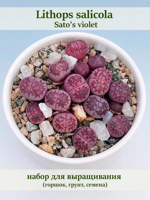 Стильные горшочки Lithops salicola sato's violet (набор для выращивания), фиолетовый