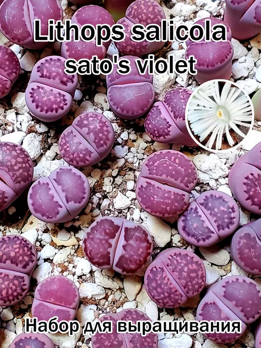 Стильные горшочки Lithops salicola sato's violet (набор для выращивания), фиолетовый, фото 2