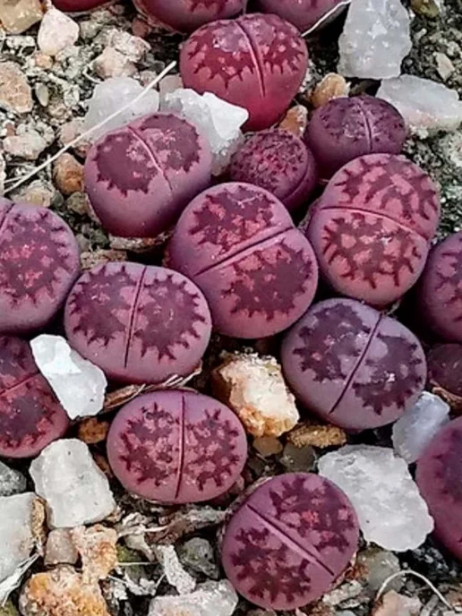 Стильные горшочки Lithops salicola sato's violet (набор для выращивания), фиолетовый, фото 3