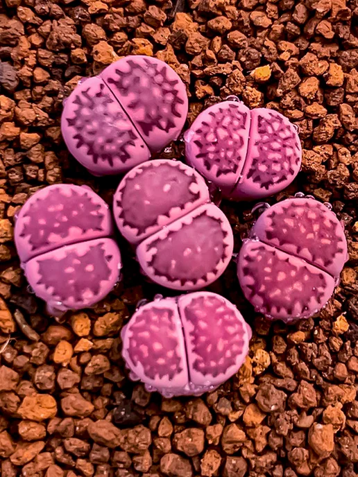 Стильные горшочки Lithops salicola sato's violet (набор для выращивания), фиолетовый, фото 4