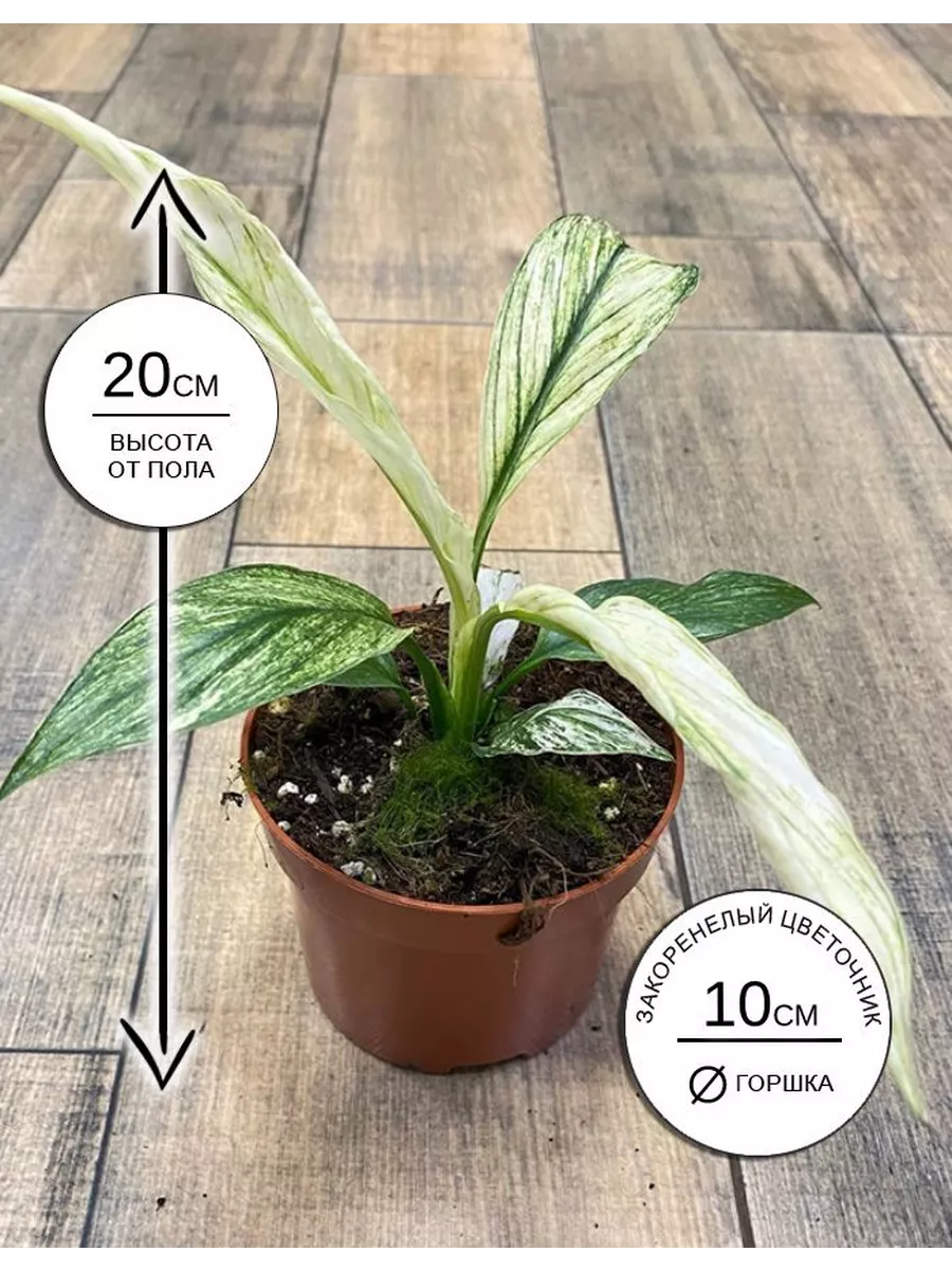 Спатифиллум Сенсация пестролистный 10*20 Закоренелый Цветочник 199623730  купить в интернет-магазине Wildberries