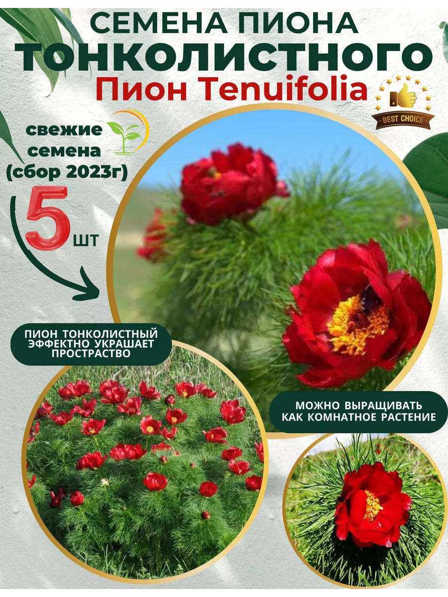 Пион тонколистный семена Yard&Garden 199628167 купить за 196 ₽ в  интернет-магазине Wildberries