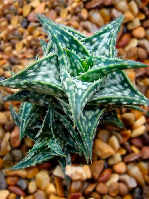 Стильные горшочки Aloe descoingsii (набор для выращивания), 5 шт, фото 2