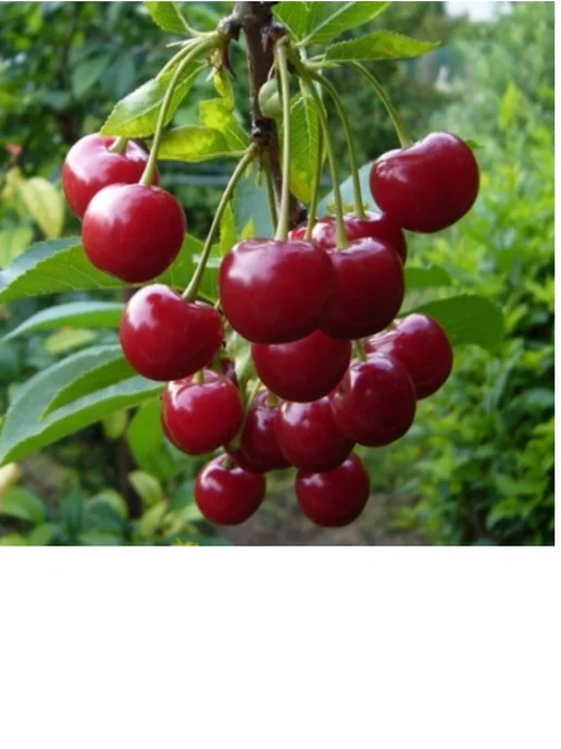 АГРО-ФУД Компоты из малины, из айвы, из вишни, 2 шт, фото 2