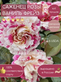 Саженец розы Ваниль Фрейз Dream Roses 200170476 купить за 627 ₽ в интернет-магазине Wildberries