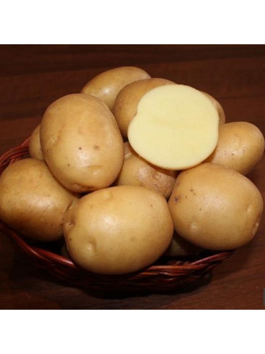 Колобок картофель характеристика отзывы. Сорт картофеля Колобок. Картофель семенной Колобок. Семенной картофель сорт Колобок. Сорт картошки Колобок.