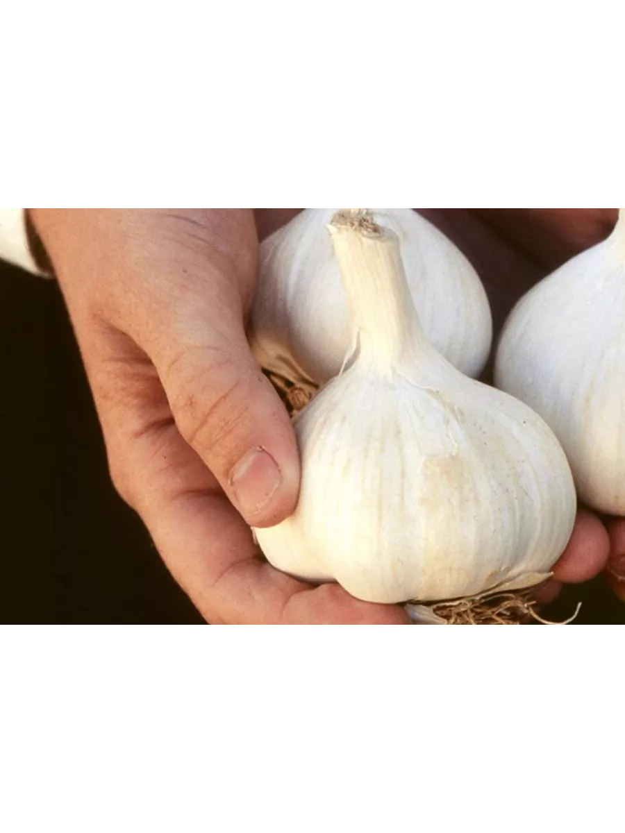 Чеснок любаша. Кг чеснок 2 крупные. Фиолетовый чеснок. Стоимость 1 кг чеснока. Продам чеснок домашний,крупный.