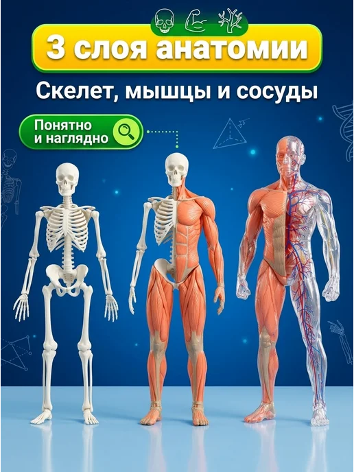 IQ Эксперимент Игрушка для опытов тело человека, черный, фото 2