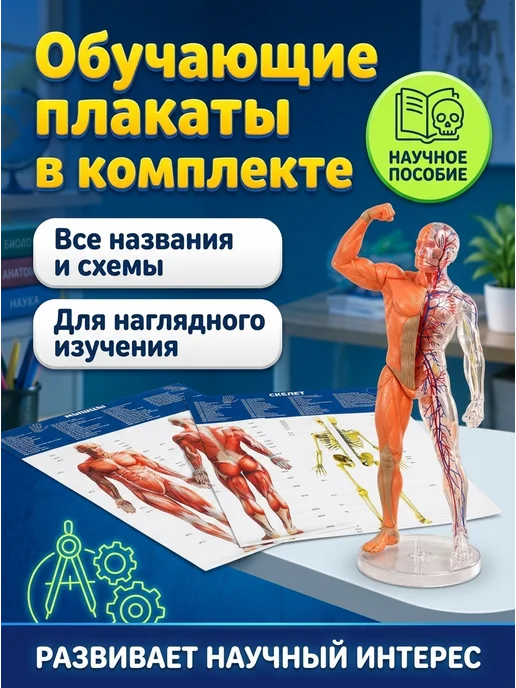 IQ Эксперимент Игрушка для опытов тело человека, черный, фото 3