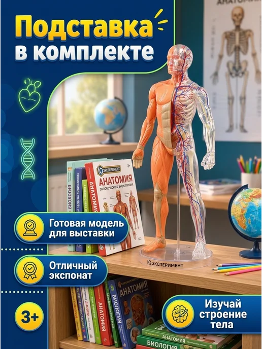 IQ Эксперимент Игрушка для опытов тело человека, черный, фото 6