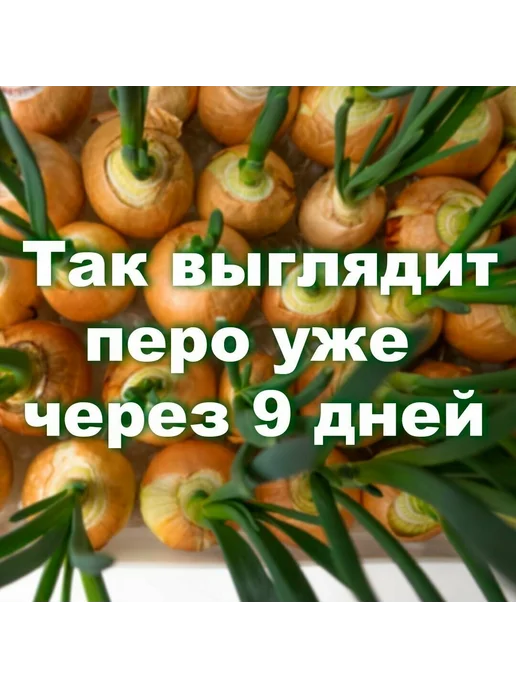 Урожай Набор для выгонки зеленого лука на подоконнике 21 ячейка, зеленый, фото 7