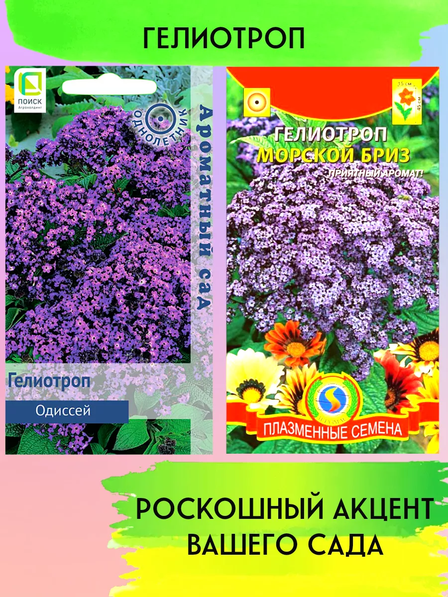 Семена Гелиотроп Морской бриз и Одиссей Агроника 200521936 купить в  интернет-магазине Wildberries