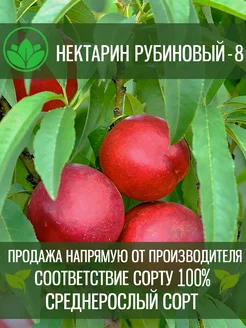 Саженцы Нектарина Рубиновый - 8 Крымский Питомник Растений 200559426 купить за 362 ₽ в интернет-магазине Wildberries