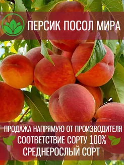 Саженцы Крупного Персика Посол Мира Крымский Питомник Растений 200564082 купить за 321 ₽ в интернет-магазине Wildberries