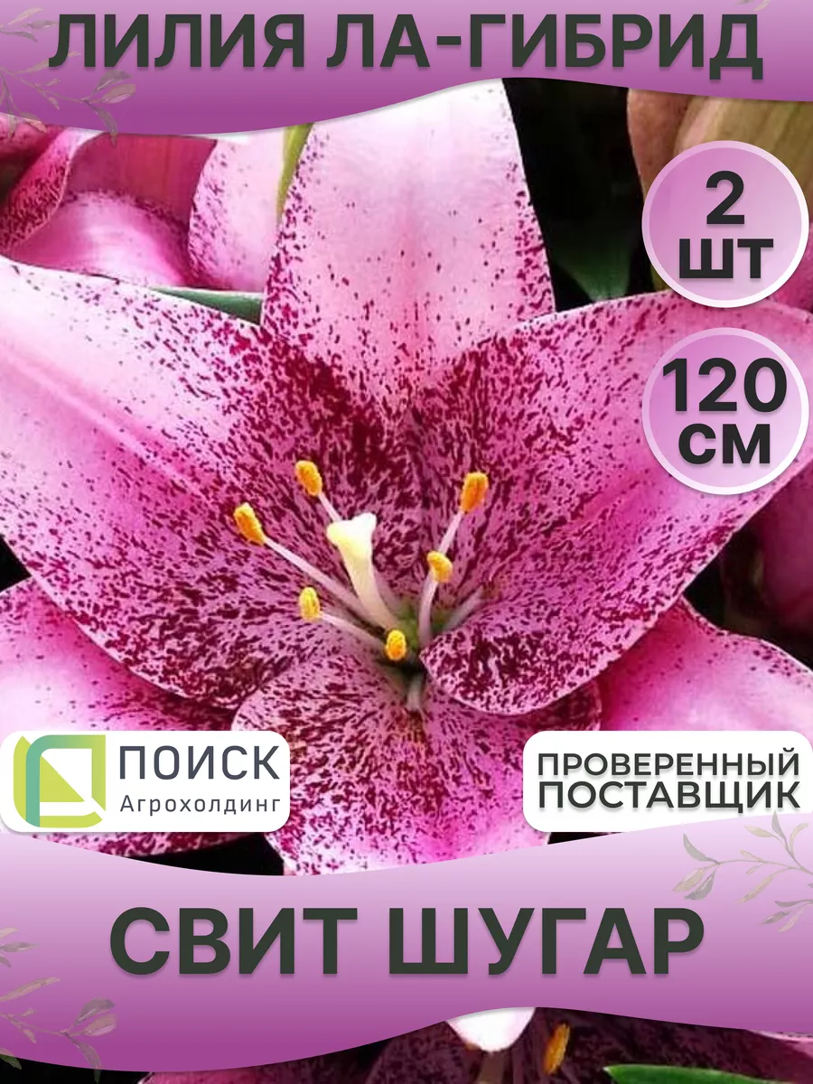 Лилии луковицы Свит Шугар (2 шт.) Живые садовые растения 200566366 купить в  интернет-магазине Wildberries