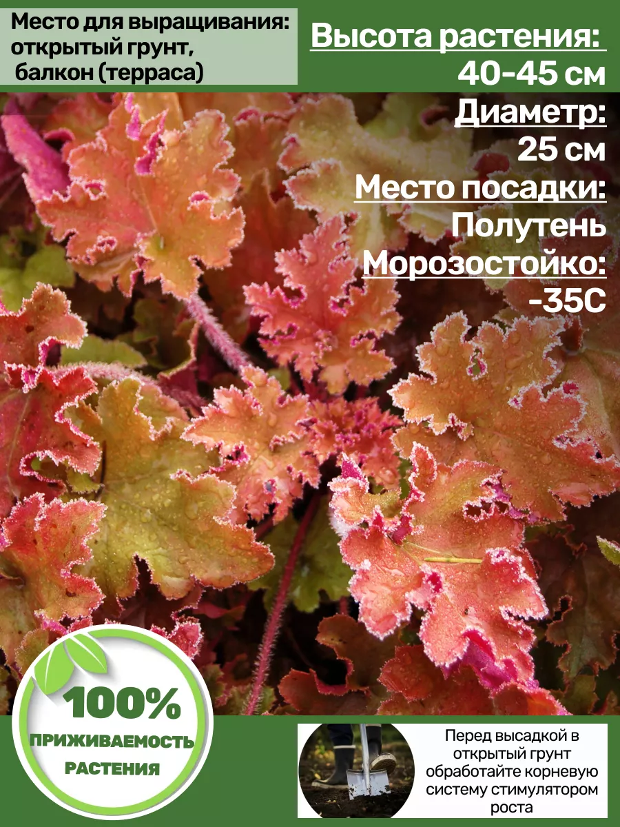 Гейхера саженцы. Корень для посадки Мой Садовод 200572059 купить за 557 ₽ в  интернет-магазине Wildberries