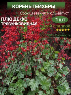 Гейхера саженцы. Корень для посадки Мой Садовод 200575801 купить за 341 ₽ в интернет-магазине Wildberries