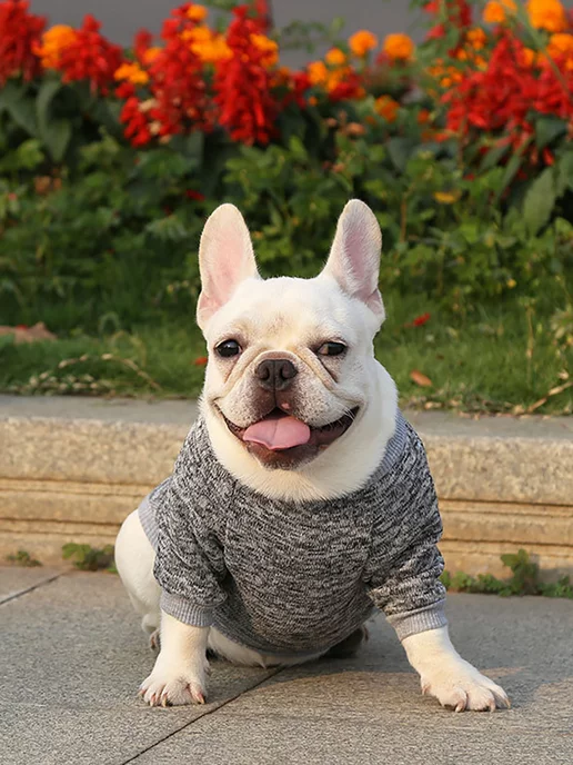 T-Pets Одежда для животных. Кофта толстовка для собак и кошек, серый, фото 5