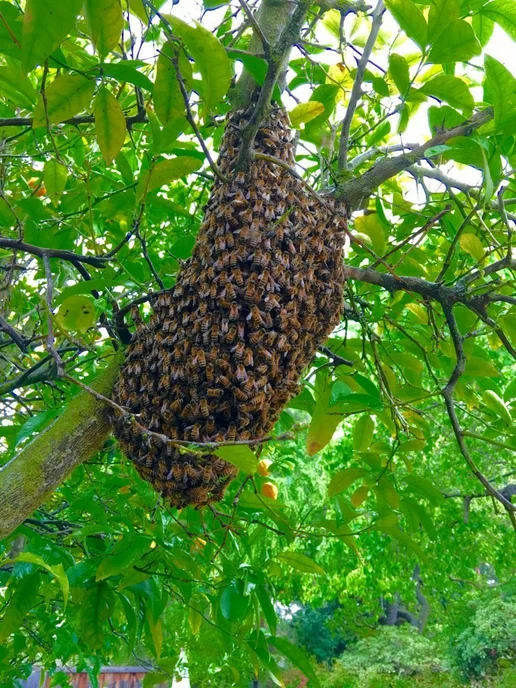 МЁД и ПЧЁЛЫ Привой для поимки роёв Апирой, 2 шт, фото 4