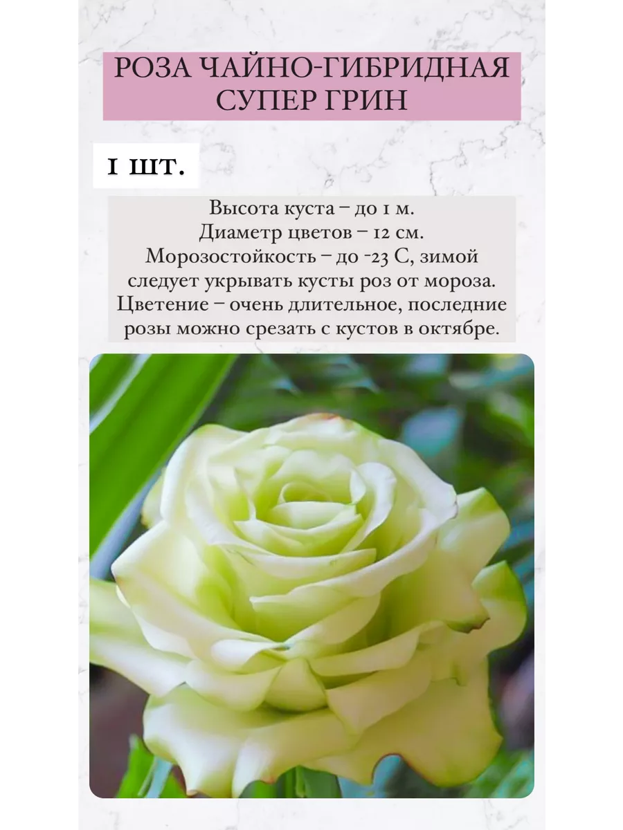 Саженцы роз, многолетние цветы