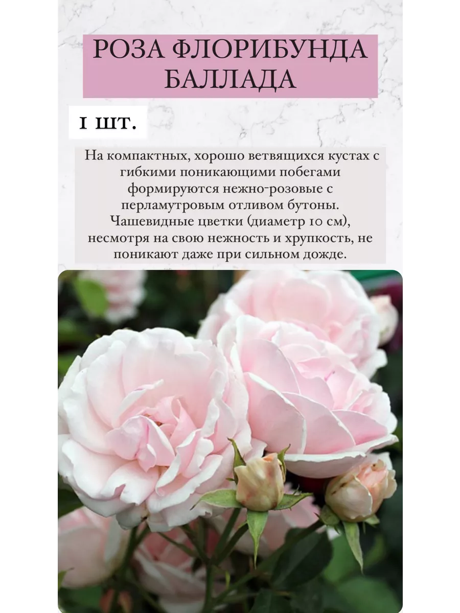 Описание розы баллада. Описание розы баллада. Сорт розы баллада флорибунда. Описание розы баллада. Сорт розы баллада флорибунда.