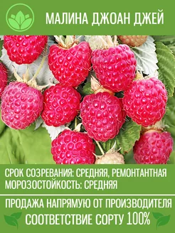 Саженцы Малины Джоан Джей Крымский Питомник Растений 200851494 купить за 230 ₽ в интернет-магазине Wildberries