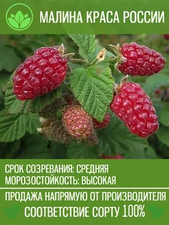 Саженцы Малины Краса России Крымский Питомник Растений 200876341 купить за 193 ₽ в интернет-магазине Wildberries