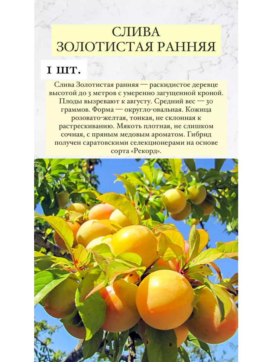 Слива, саженцы плодовых деревьев