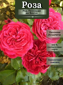 Саженец розы Ред Леонардо да Винчи Розариум 200970886 купить за 488 ₽ в интернет‑магазине Wildberries
