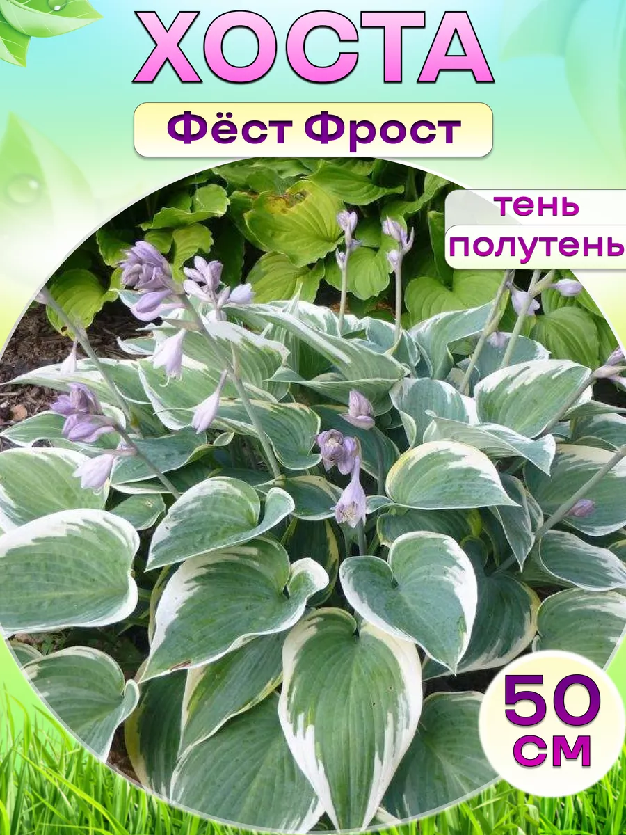 Хоста саженец (Фест Фрост) Живые садовые растения 201040668 купить за 429 ₽  в интернет-магазине Wildberries