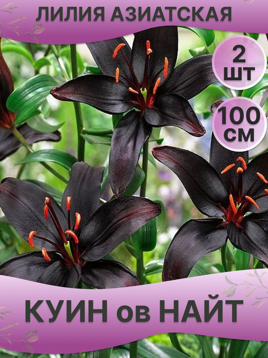 Лилия куин оф Найт