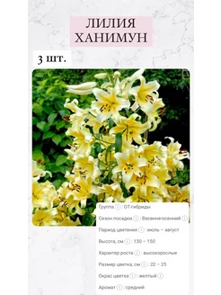 Лилия, луковицы для посадки, многолетние цветы Сады Амстердама 201115340 купить за 331 ₽ в интернет-магазине Wildberries