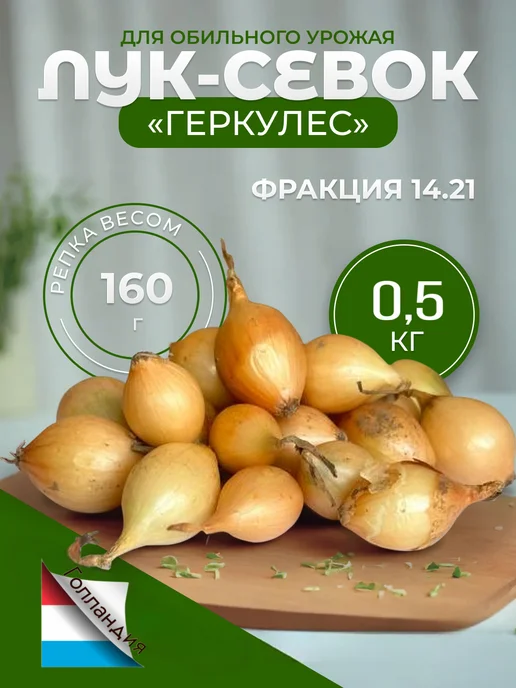 голландский лук Лук севок для посадки под зиму на репку Геркулес, вариант