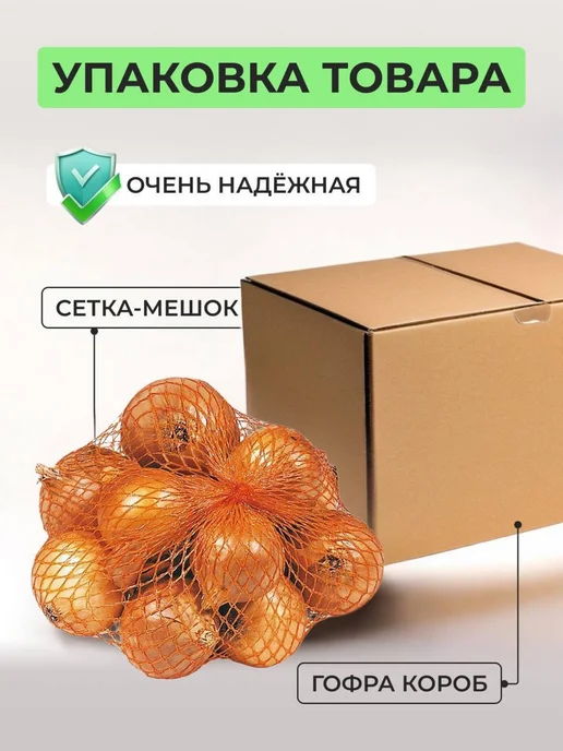 голландский лук Лук севок для посадки под зиму на репку Геркулес, вариант, фото 2