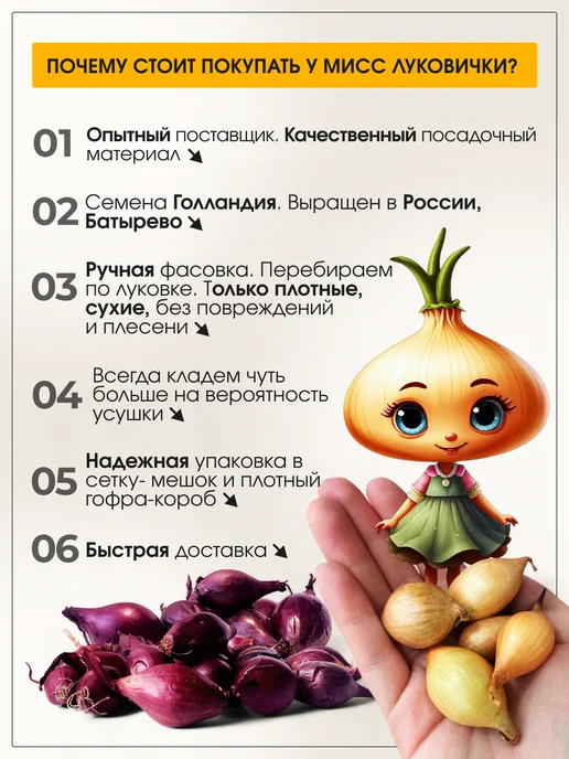 голландский лук Лук севок для посадки под зиму на репку Геркулес, вариант, фото 3
