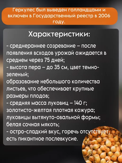 голландский лук Лук севок для посадки под зиму на репку Геркулес, вариант, фото 4