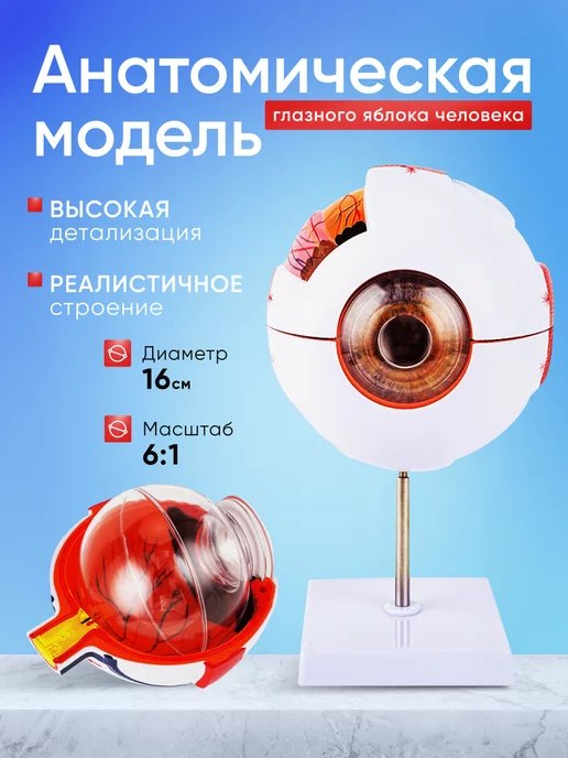 DUO Анатомическая модель глазного яблока человека Eye-Ball X6