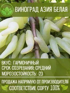 Саженцы Винограда Азия Белая Крымский Питомник Растений 201820560 купить за 566 ₽ в интернет-магазине Wildberries