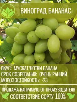 Саженцы Винограда Бананас Крымский Питомник Растений 201826948 купить за 589 ₽ в интернет-магазине Wildberries