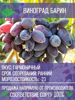 Саженцы Винограда Барин Крымский Питомник Растений 201829188 купить за 327 ₽ в интернет-магазине Wildberries