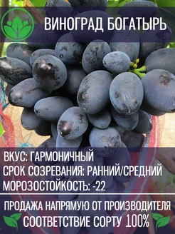 Саженцы Винограда Богатырь Крымский Питомник Растений 201831028 купить за 391 ₽ в интернет-магазине Wildberries