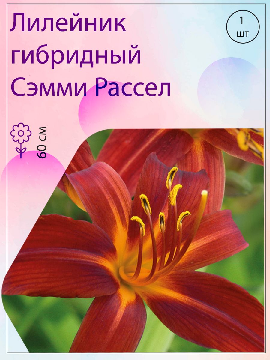 Лилейник гибридный Сэмми Рассел 1 шт Агрохолдинг Поиск 201834695 купить в  интернет-магазине Wildberries