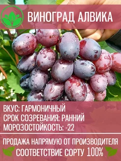 Саженцы Винограда Алвика Крымский Питомник Растений 201836149 купить за 431 ₽ в интернет-магазине Wildberries