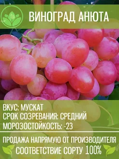 Саженцы Винограда Анюта Крымский Питомник Растений 201837592 купить за 353 ₽ в интернет-магазине Wildberries