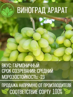 Саженцы Винограда Кишмиш Арарат Крымский Питомник Растений 201838003 купить за 636 ₽ в интернет-магазине Wildberries