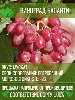 Саженцы Винограда Басанти Крымский Питомник Растений 201840186 купить за 488 ₽ в интернет-магазине Wildberries