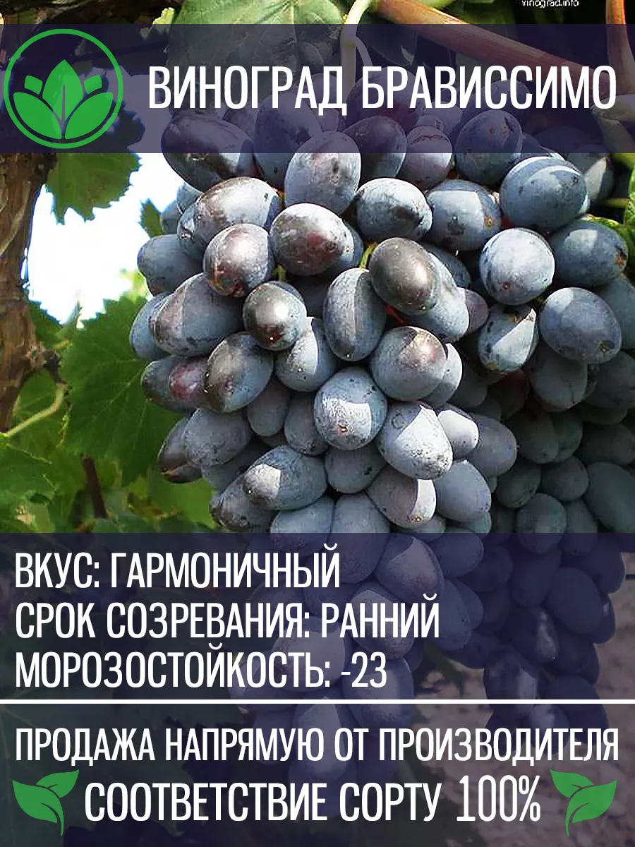 Саженцы Винограда Кишмиш...